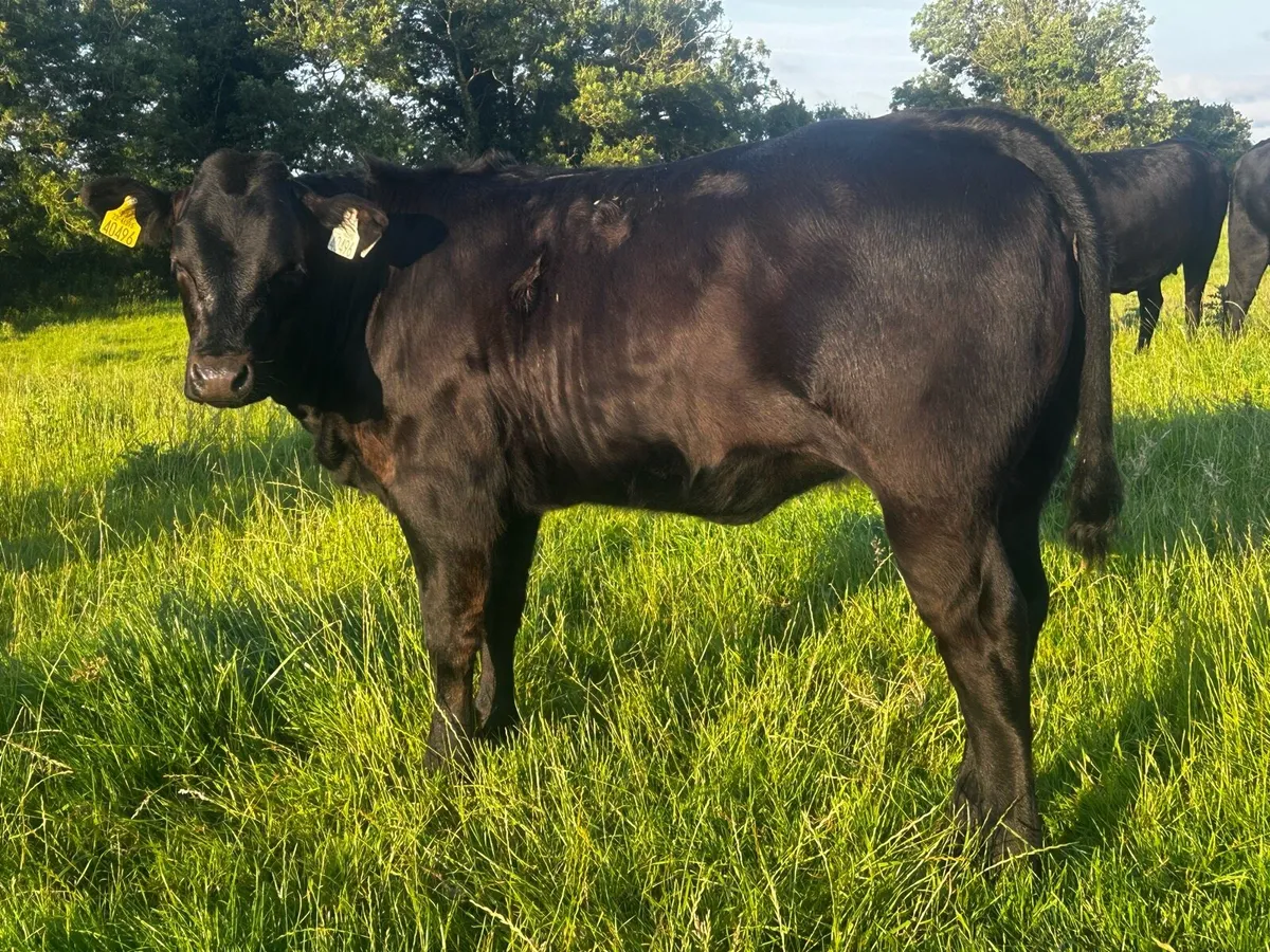 Super A.I Bred Heifer Weanling - Image 3