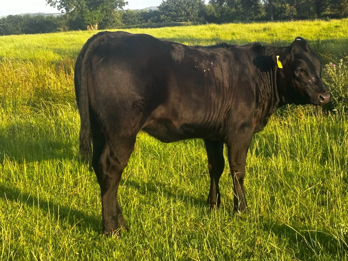 Super A.I Bred Heifer Weanling - Image 4