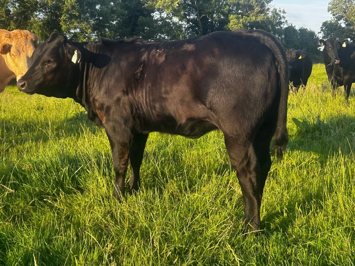 Super A.I Bred Heifer Weanling - Image 2