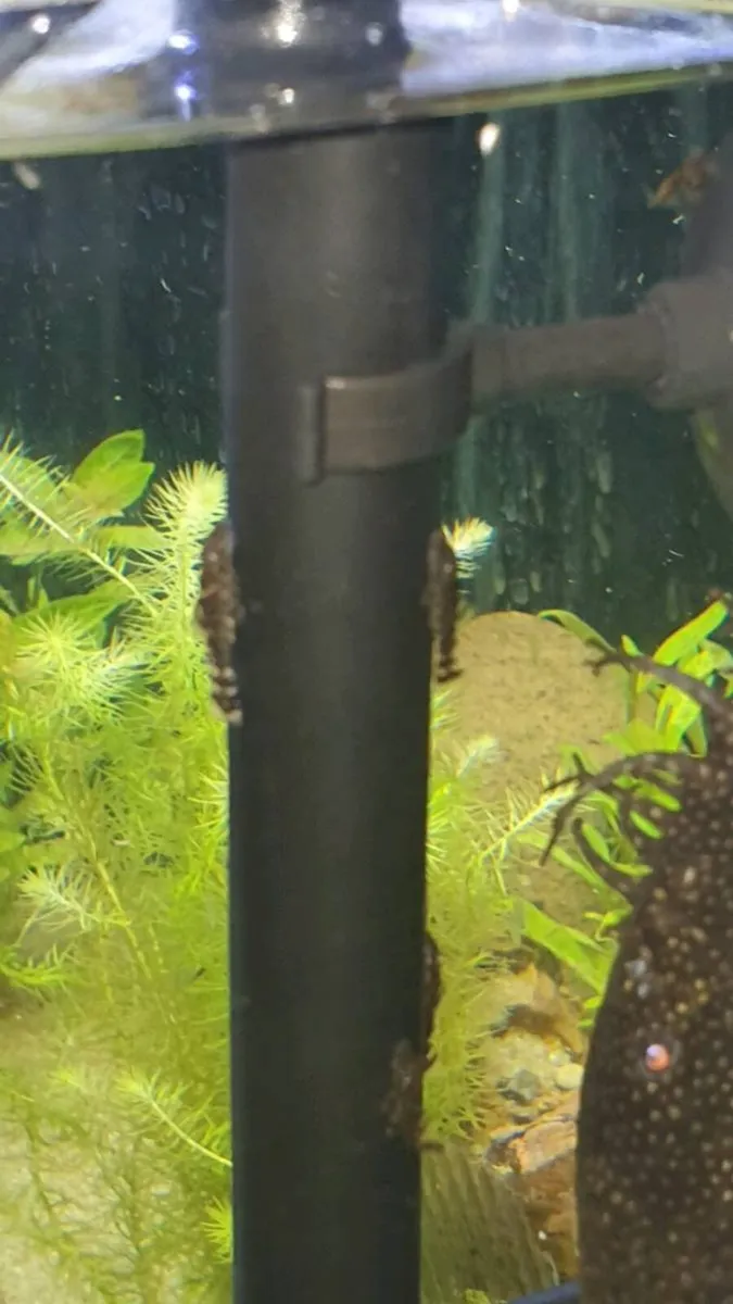 Baby Brisstlenose plecos - Image 1