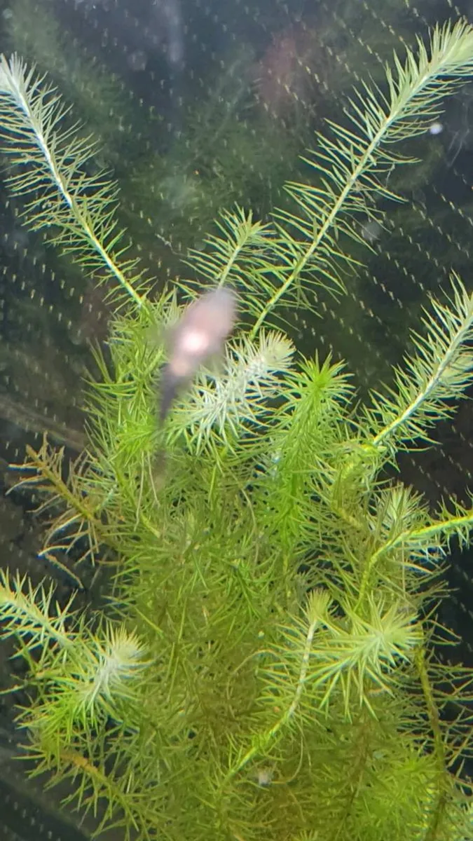 Baby Brisstlenose plecos - Image 2