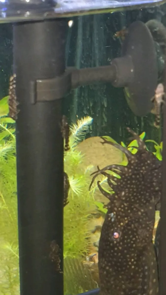Baby Brisstlenose plecos - Image 3