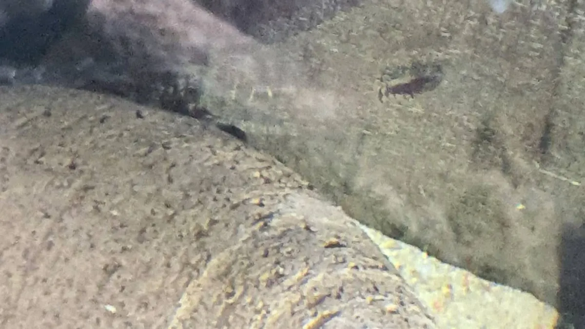 Baby Brisstlenose plecos - Image 4