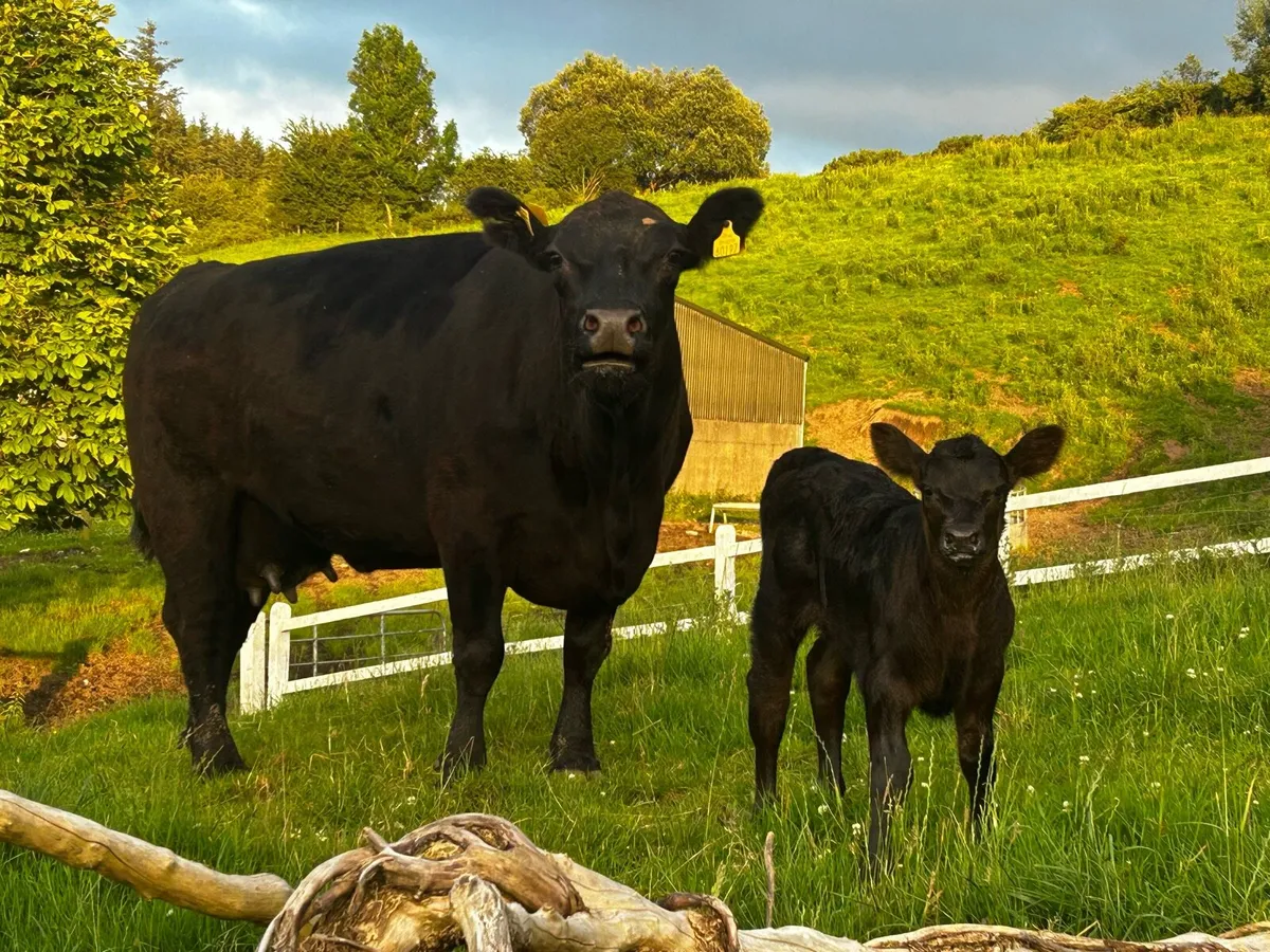 5 Star Pedigree Registered Angus Cow & Heifer Calf - Image 2