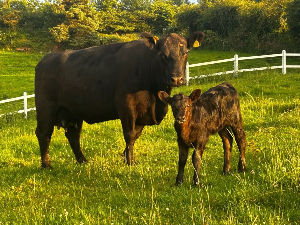 5 Star Pedigree Registered Angus Cow & Heifer Calf - Image 3