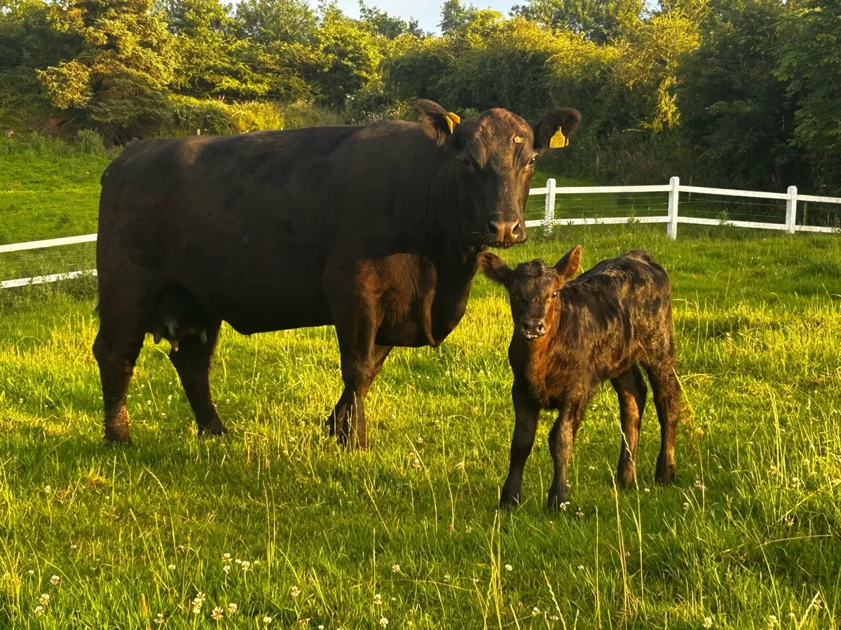 5 Star Pedigree Registered Angus Cow & Heifer Calf - Image 4
