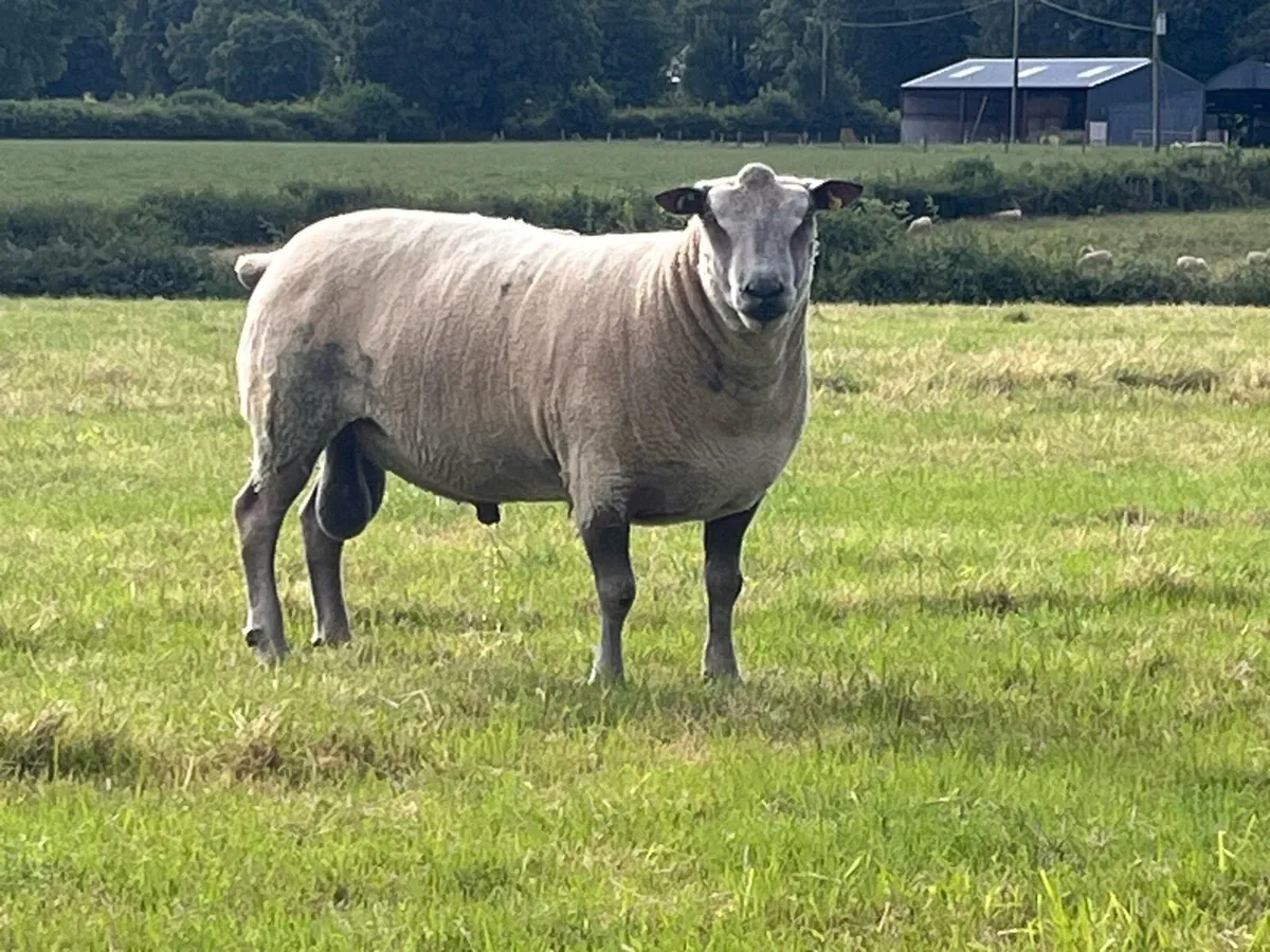 Pedigree Charollais Ram - Image 1