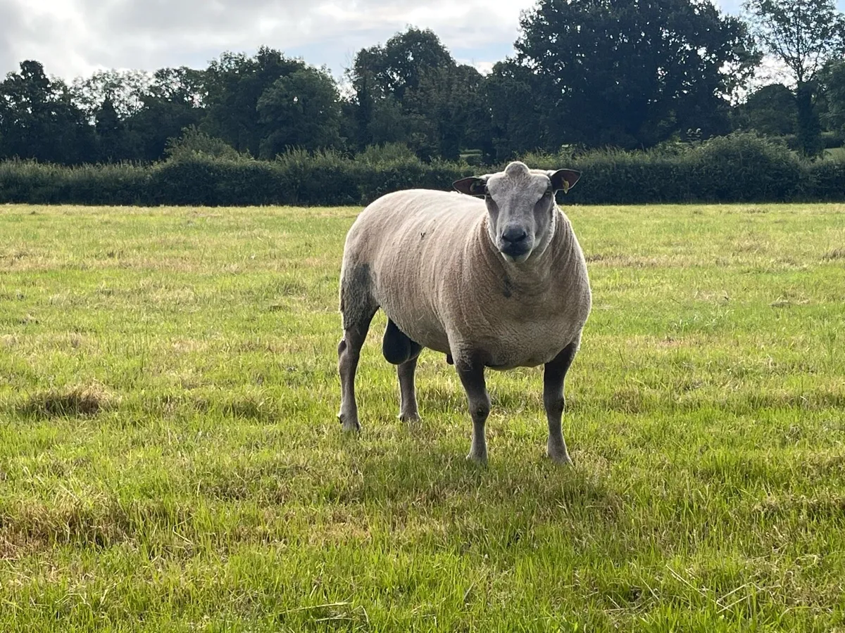 Pedigree Charollais Ram - Image 2
