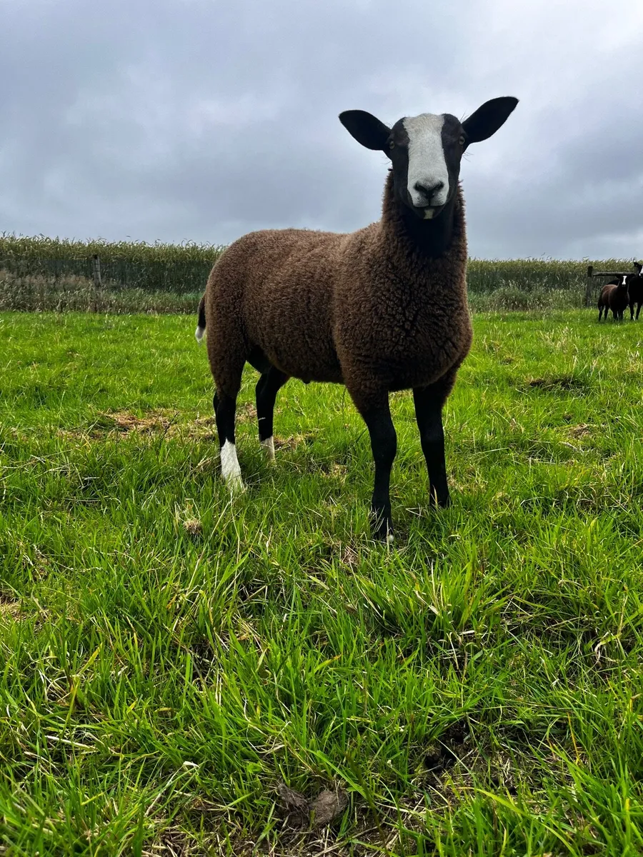 Zwartble Ram Lamb - pedigree registered - Image 2