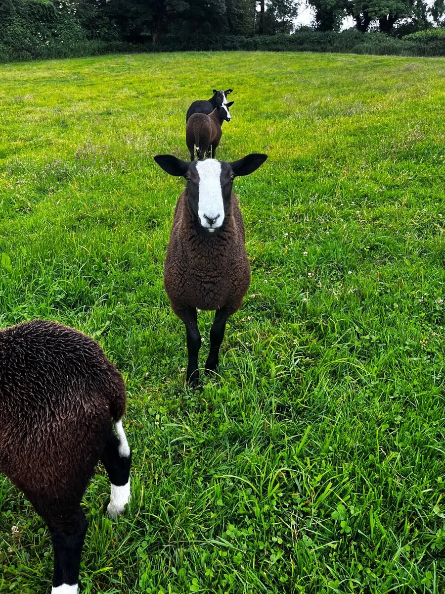 Zwartble Ram Lamb - pedigree registered - Image 4