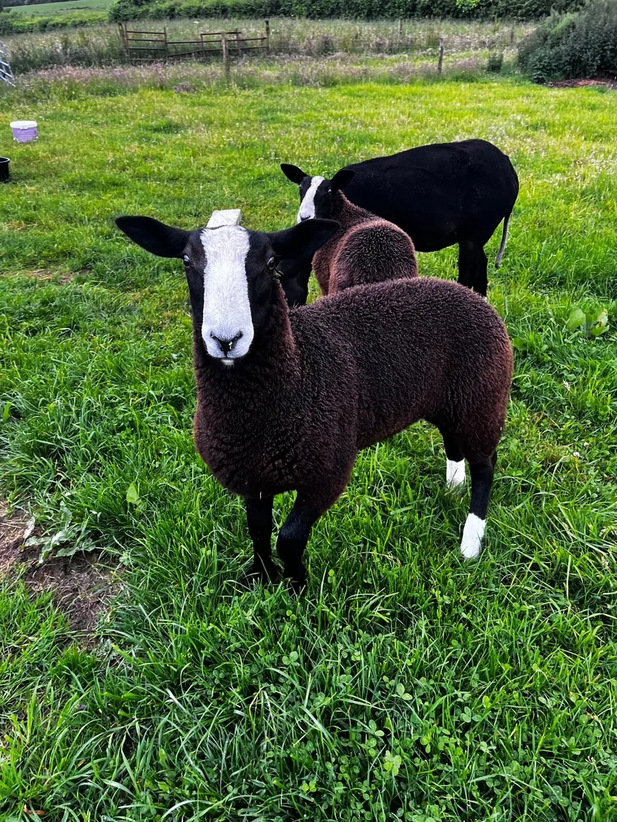 Zwartble Ram Lamb - pedigree registered - Image 3