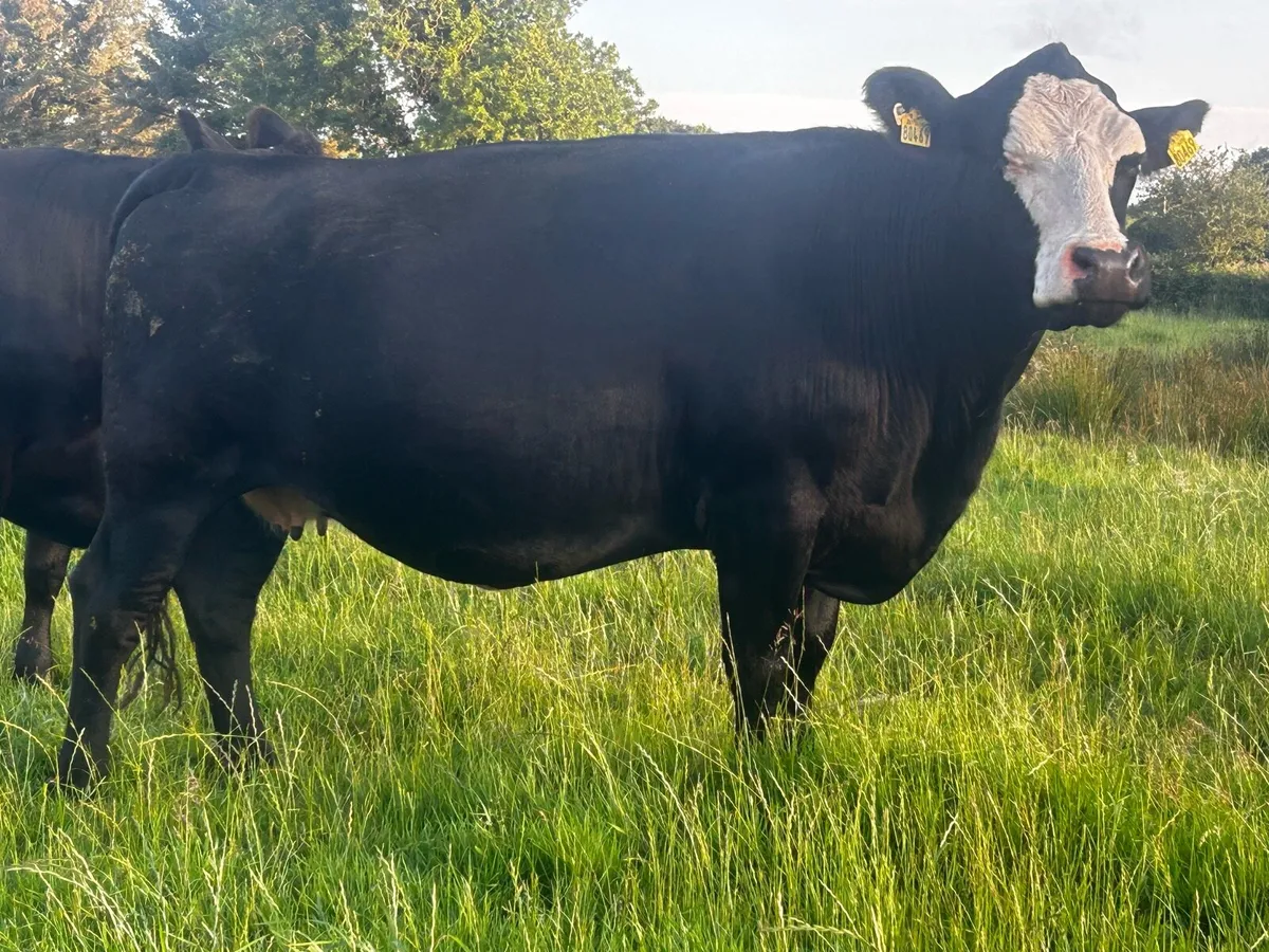 5 Star Genotyped In-Calf Cow - Image 2