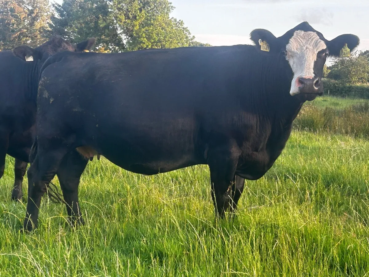 5 Star Genotyped In-Calf Cow - Image 3