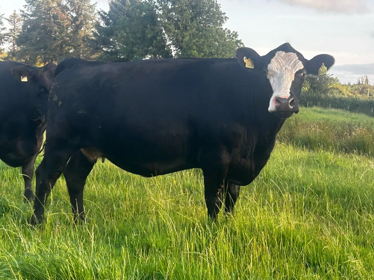 5 Star Genotyped In-Calf Cow - Image 4