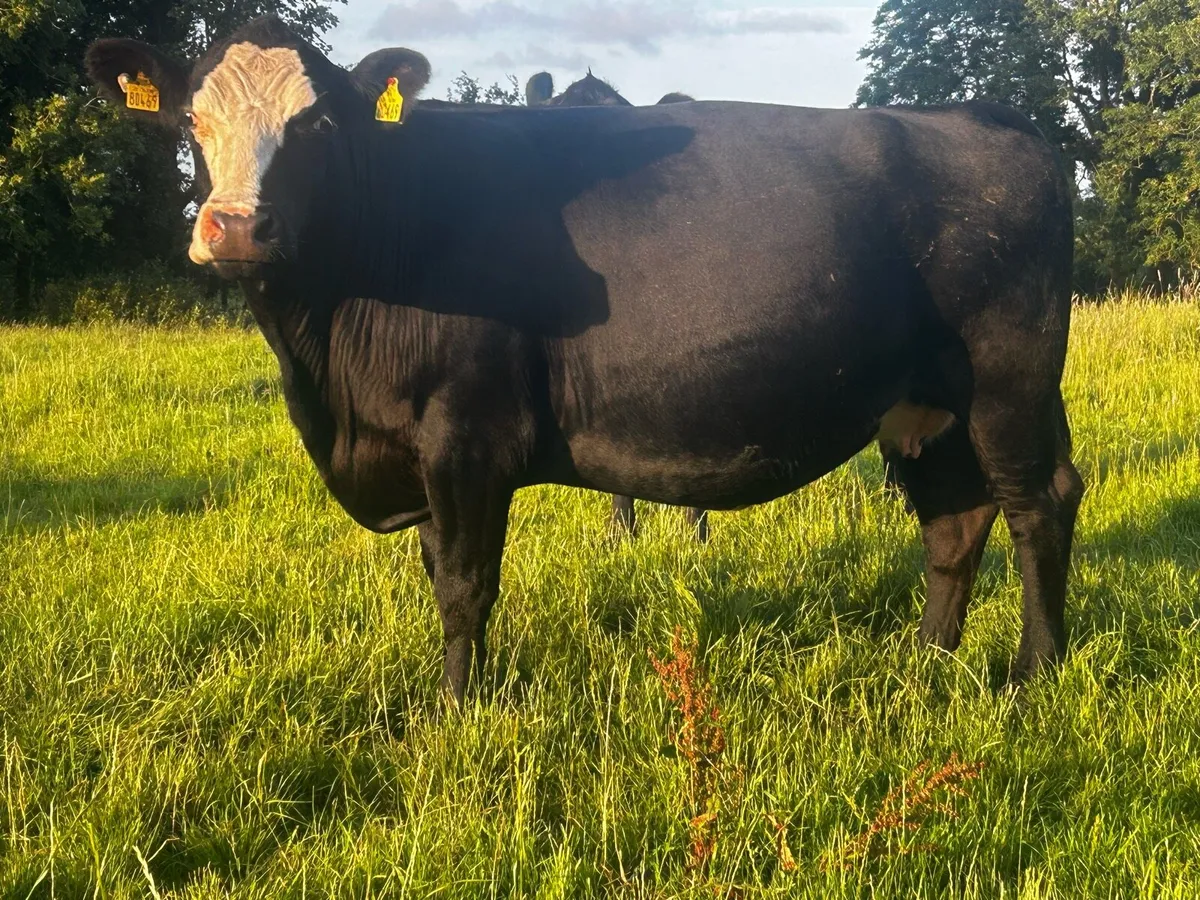 5 Star Genotyped In-Calf Cow - Image 1