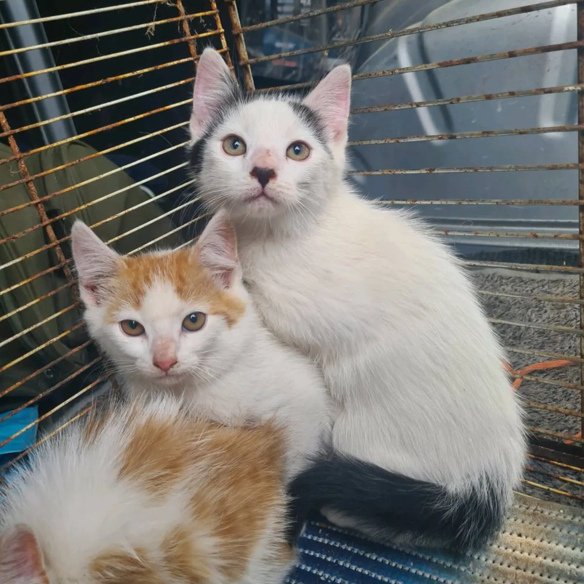 Kittens - free to a good home - Image 1
