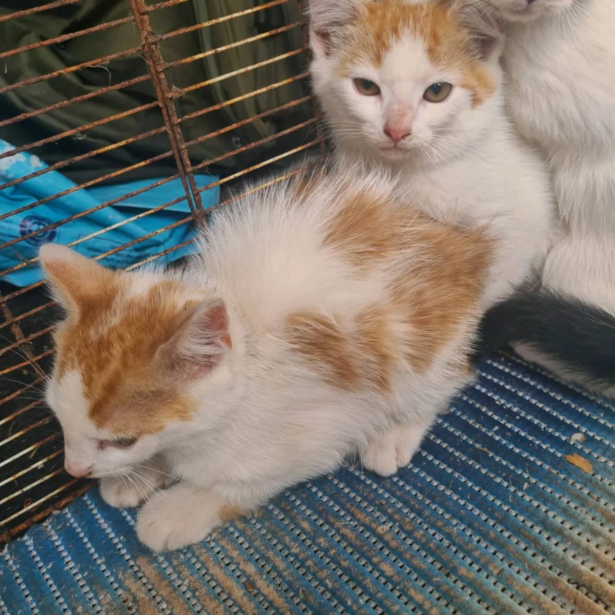 Kittens - free to a good home - Image 2