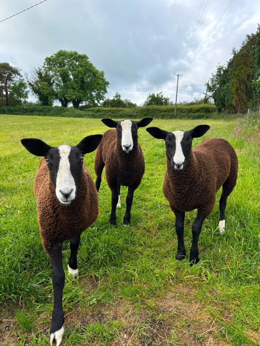 Zwartble Ram Lamb - pedigree registered - Image 1