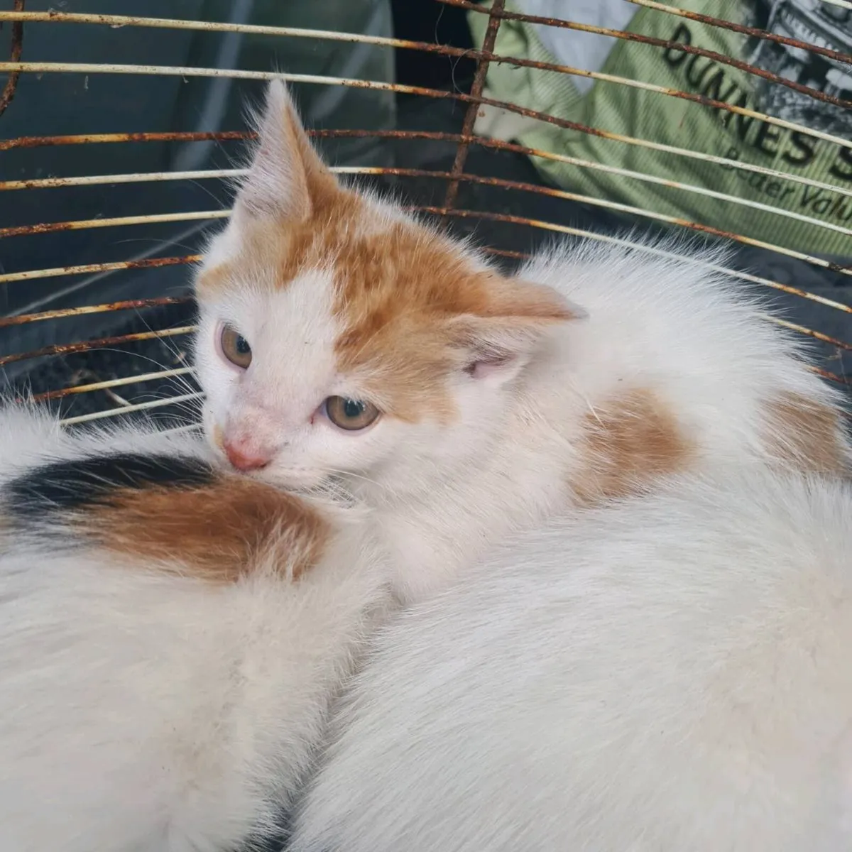 Kittens - free to a good home - Image 3