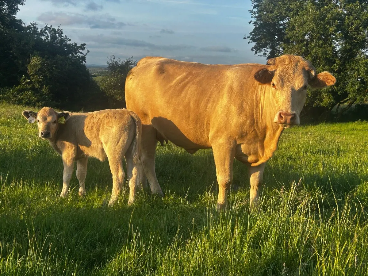 5 Star Genotyped First Calver & Heifer Calf - Image 1