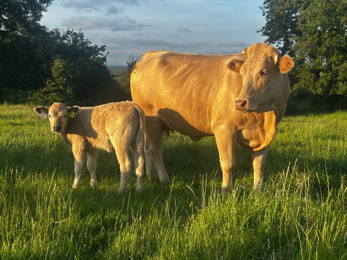 5 Star Genotyped First Calver & Heifer Calf - Image 2