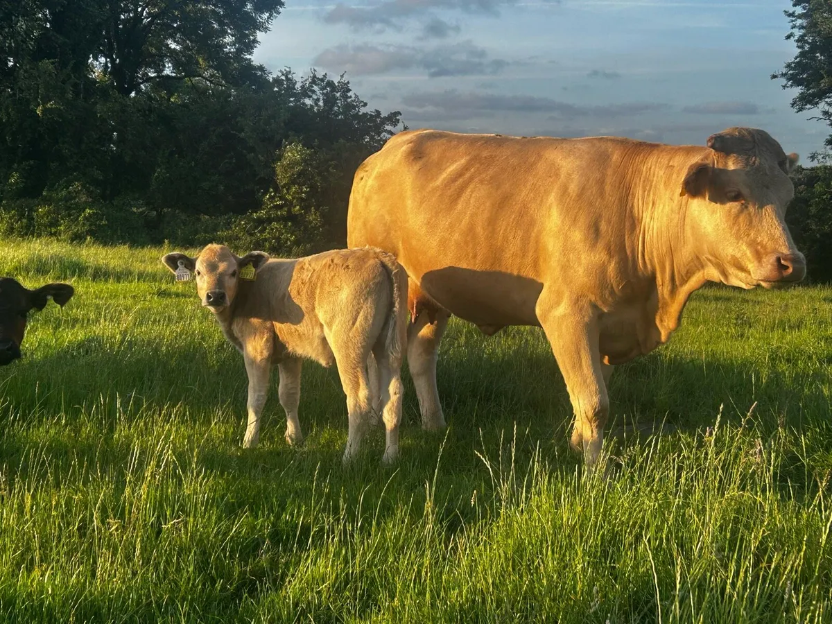 5 Star Genotyped First Calver & Heifer Calf - Image 3