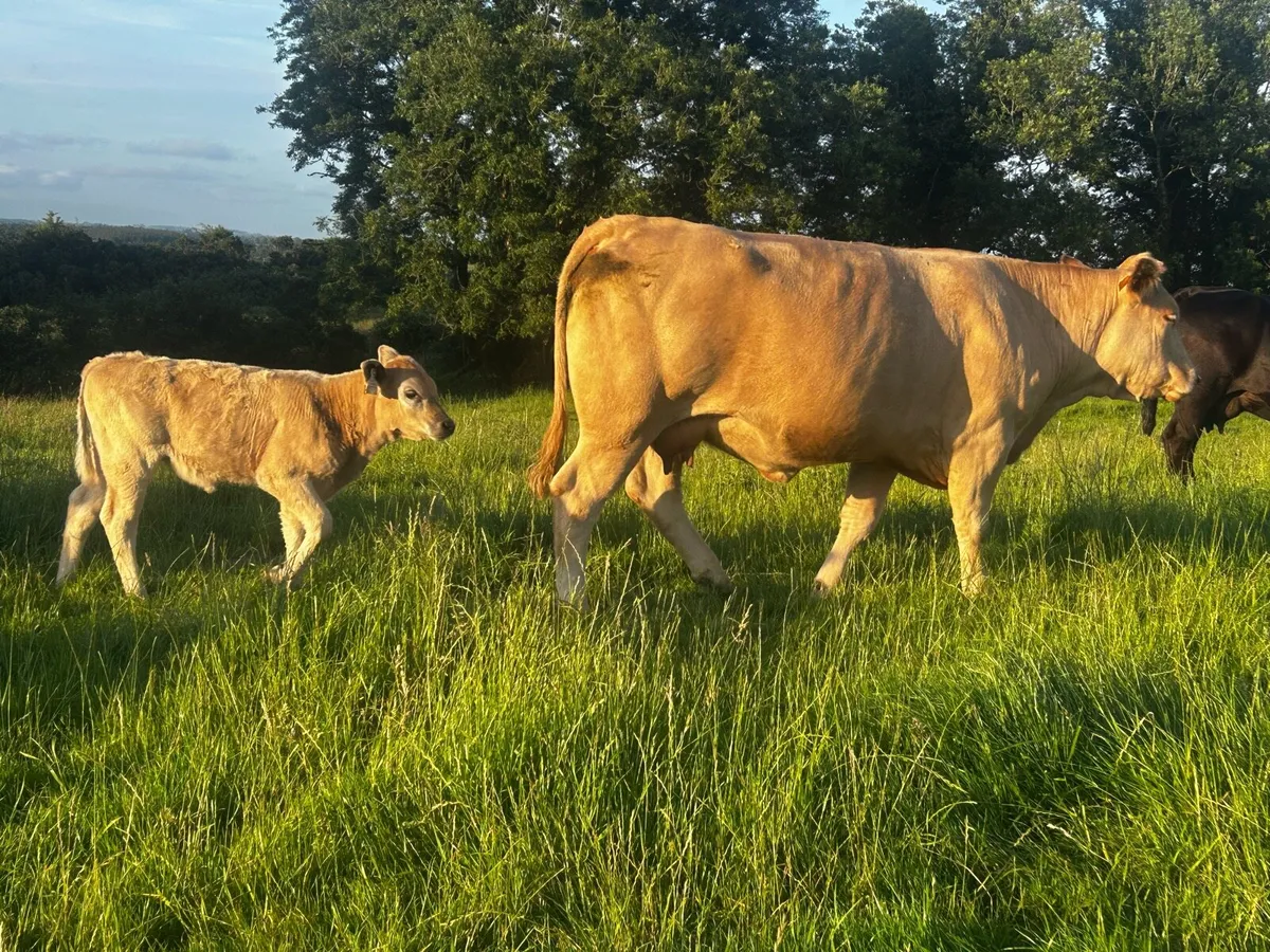 5 Star Genotyped First Calver & Heifer Calf - Image 4