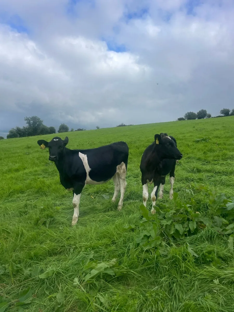 Pedigree Friesan heifer calves - Image 1
