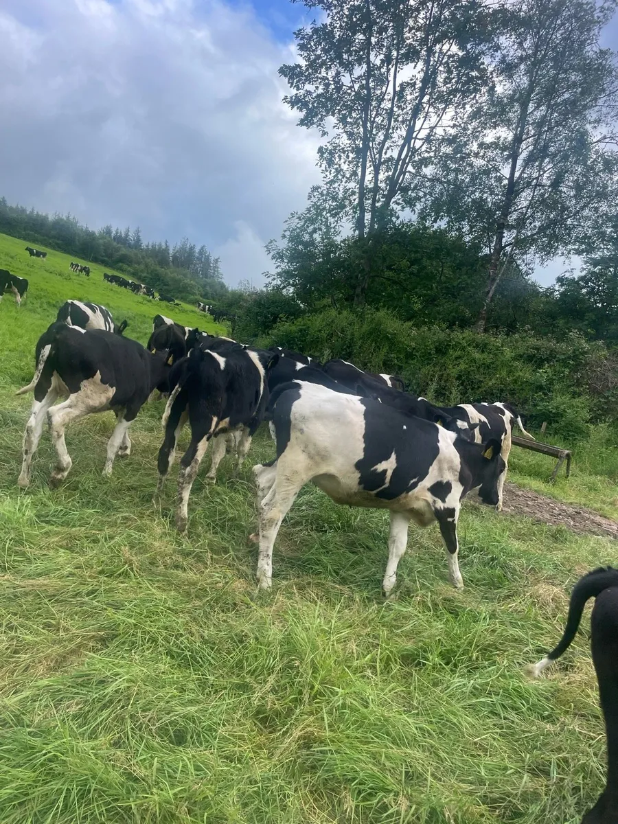 Pedigree Friesan heifer calves - Image 3