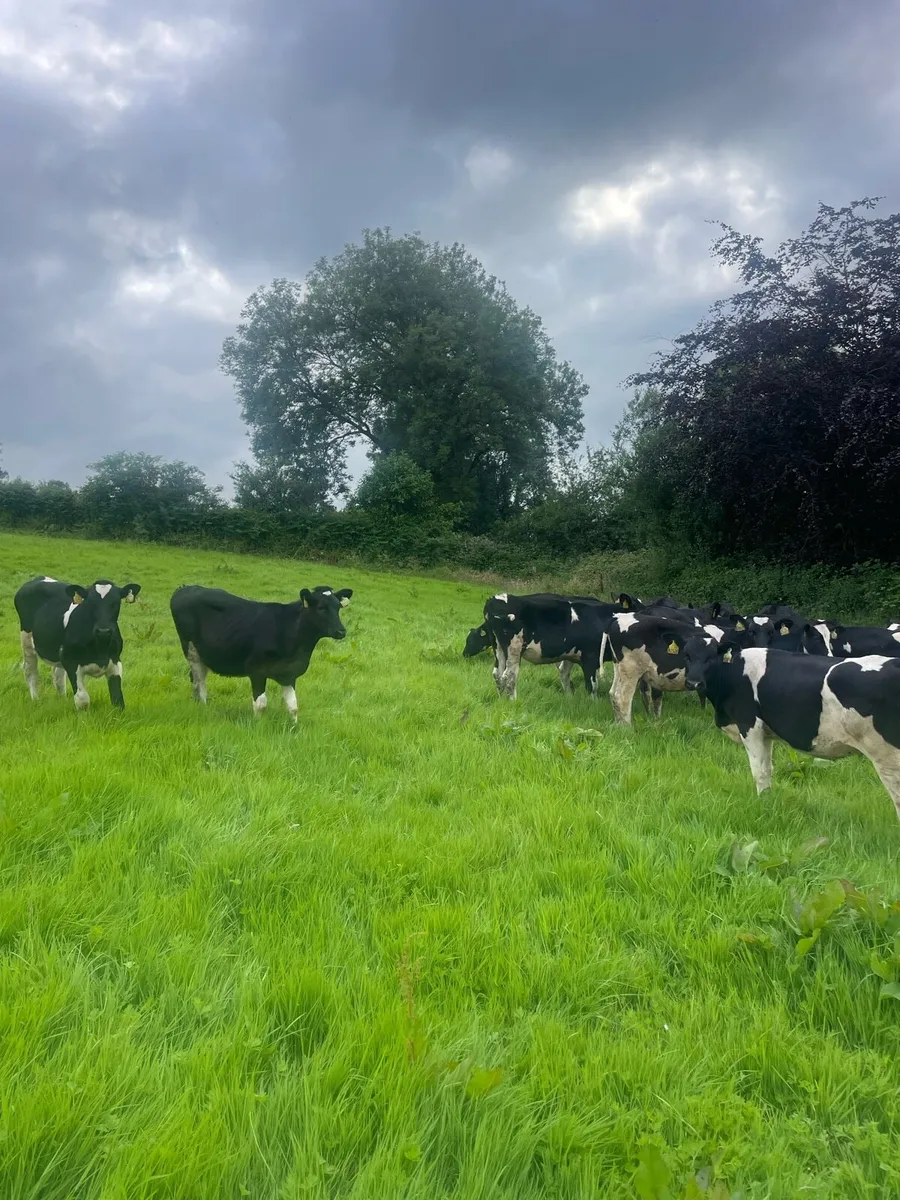 Pedigree Friesan heifer calves - Image 4