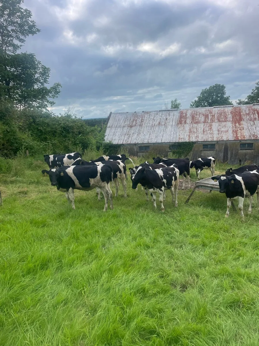 Pedigree Friesan heifer calves - Image 2