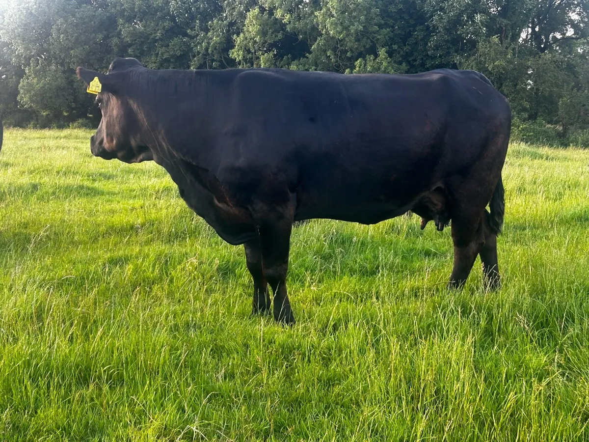 Limousin Cow In-Calf To A.I Blue BB9725 - Image 2