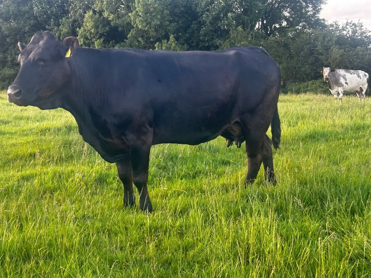 Limousin Cow In-Calf To A.I Blue BB9725 - Image 3
