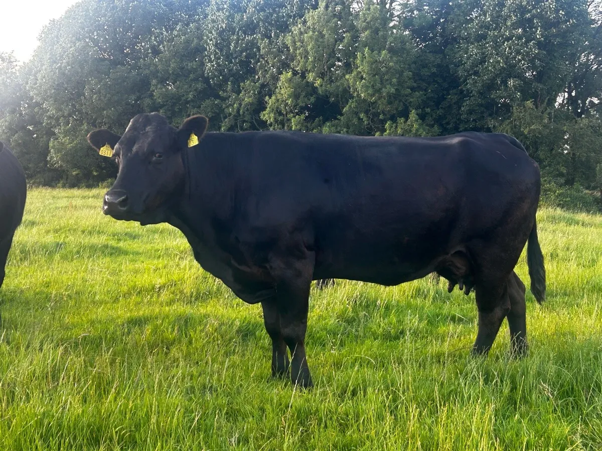 Limousin Cow In-Calf To A.I Blue BB9725 - Image 4