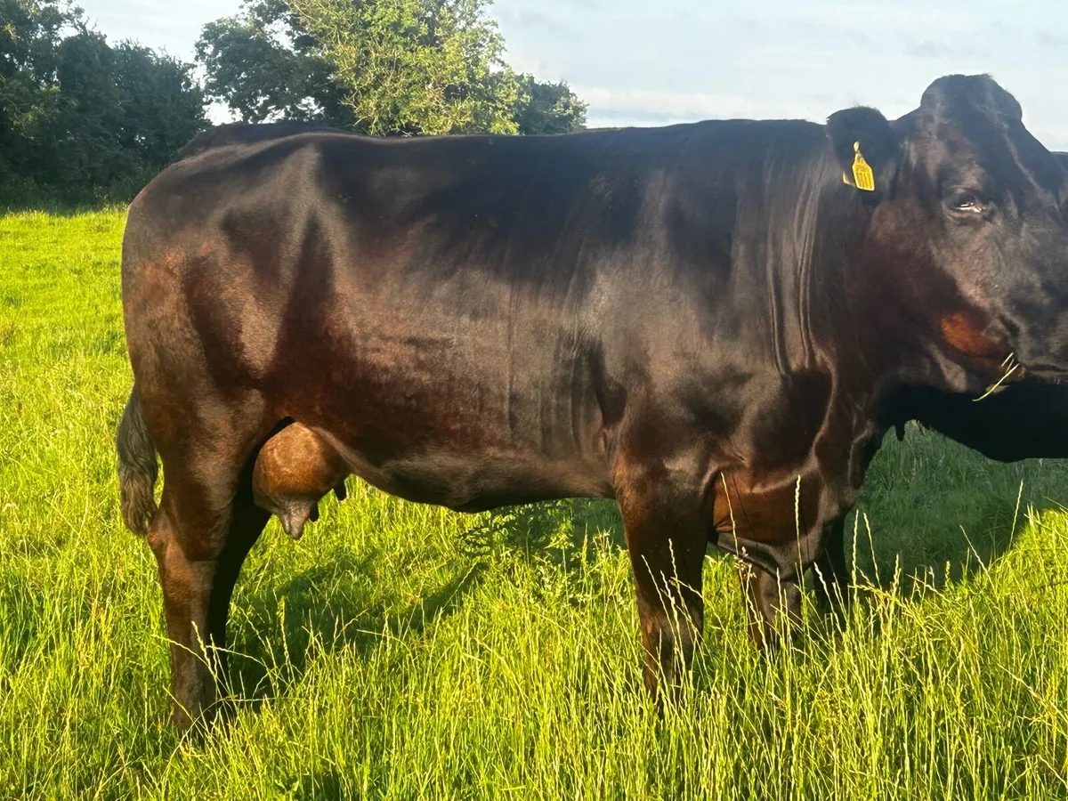 Limousin Cow In-Calf To A.I Blue BB9725 - Image 1