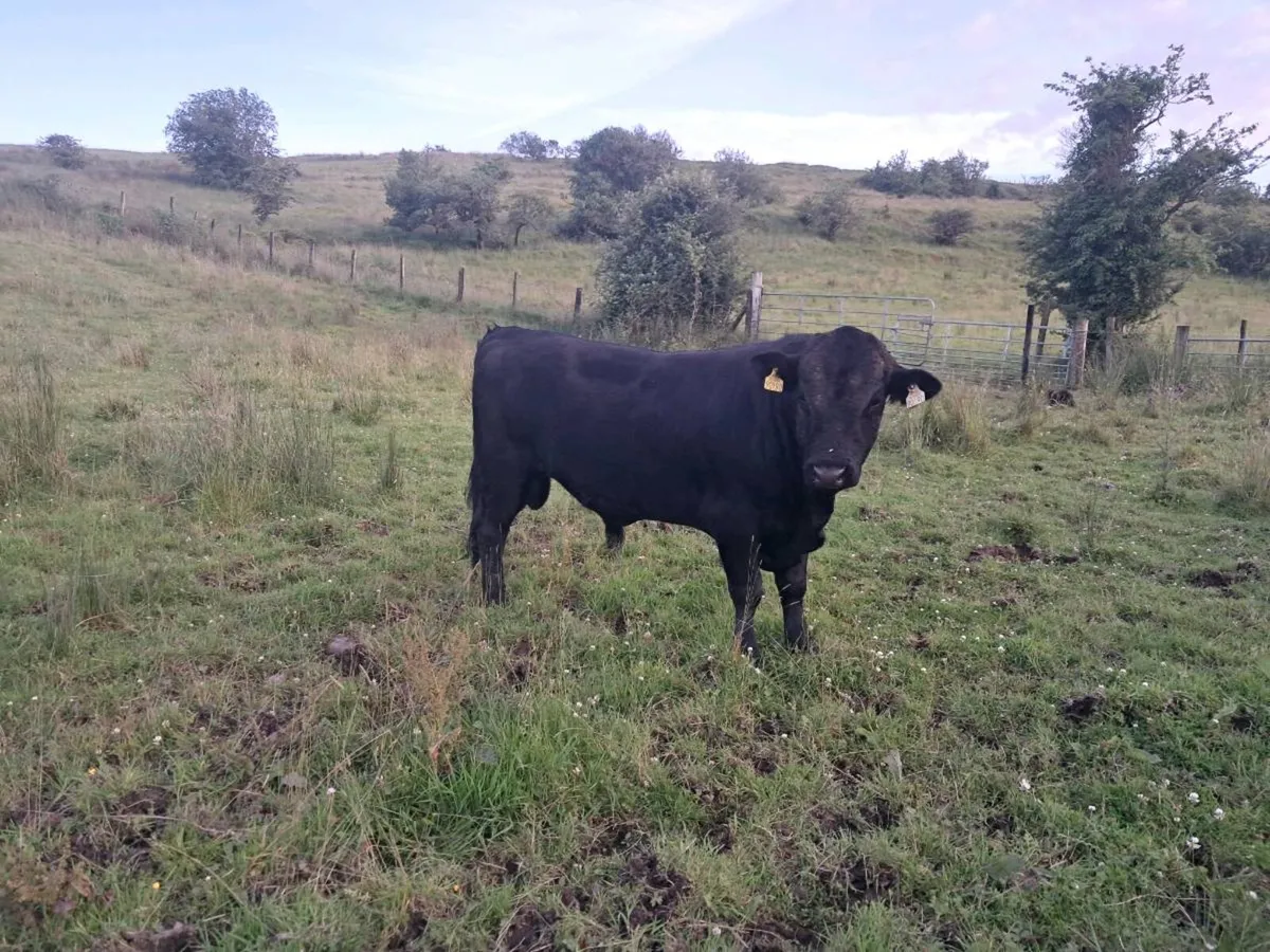 Dexter Bull - Image 1
