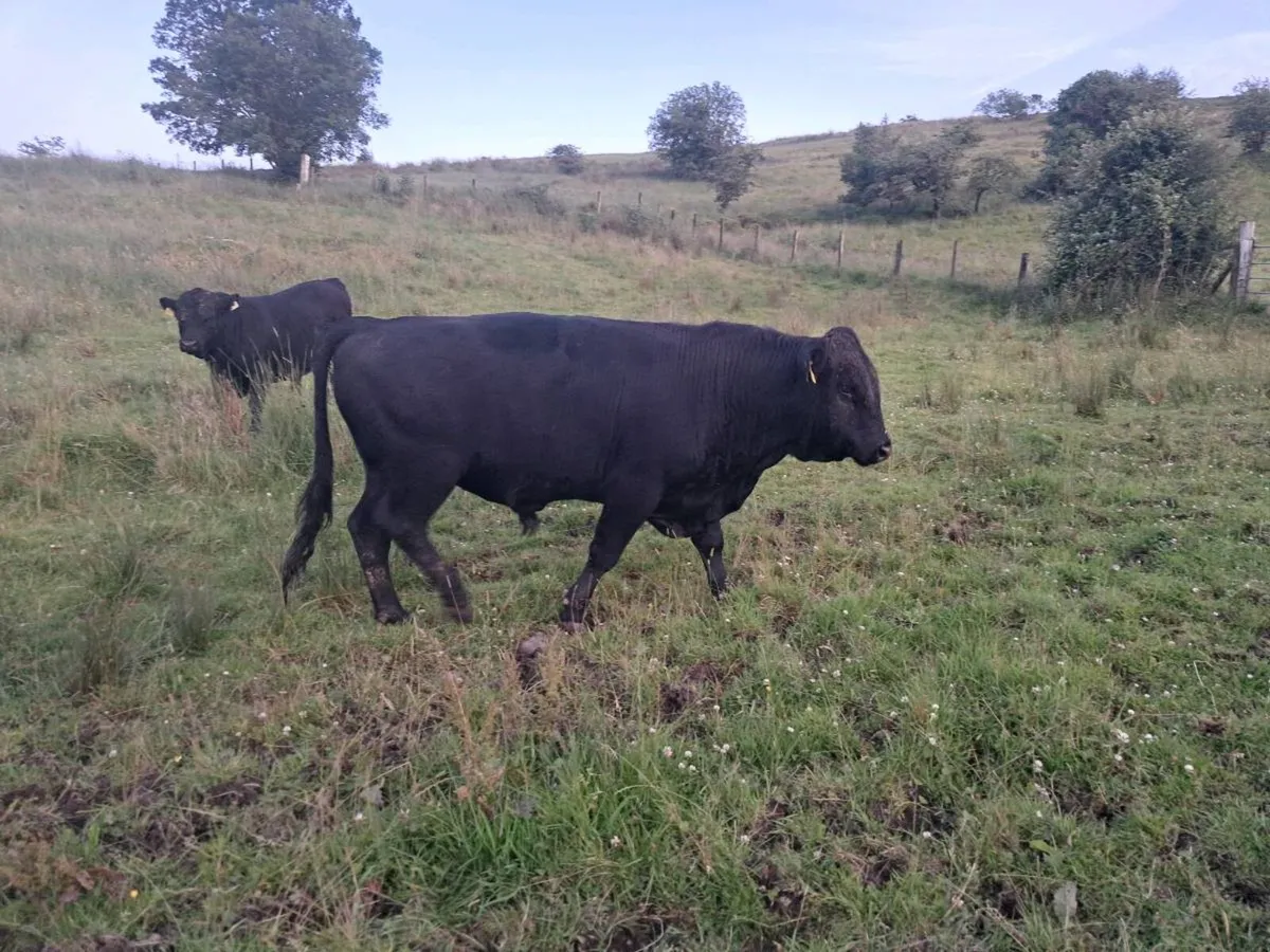 Dexter Bull - Image 4