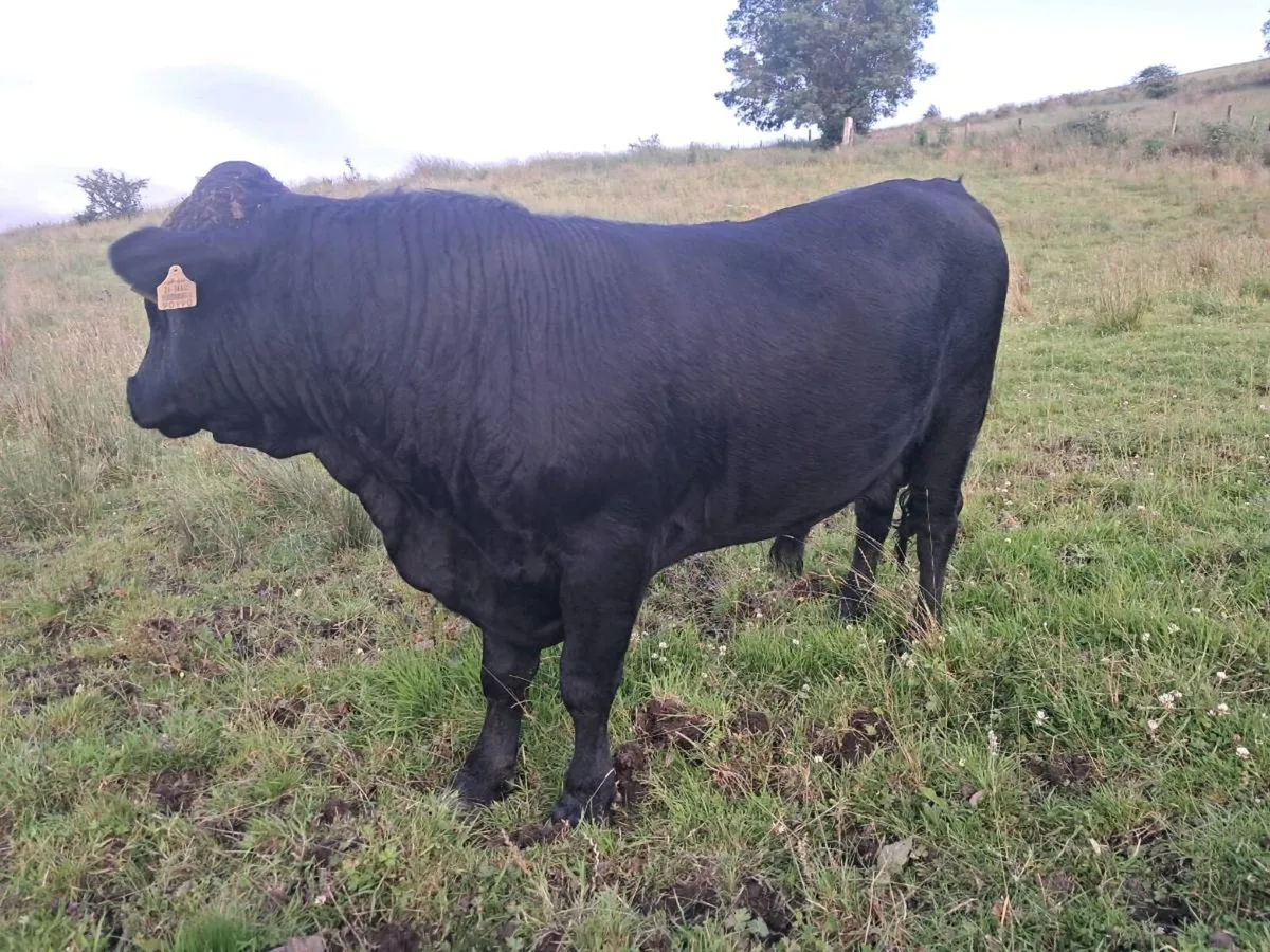 Dexter Bull - Image 2