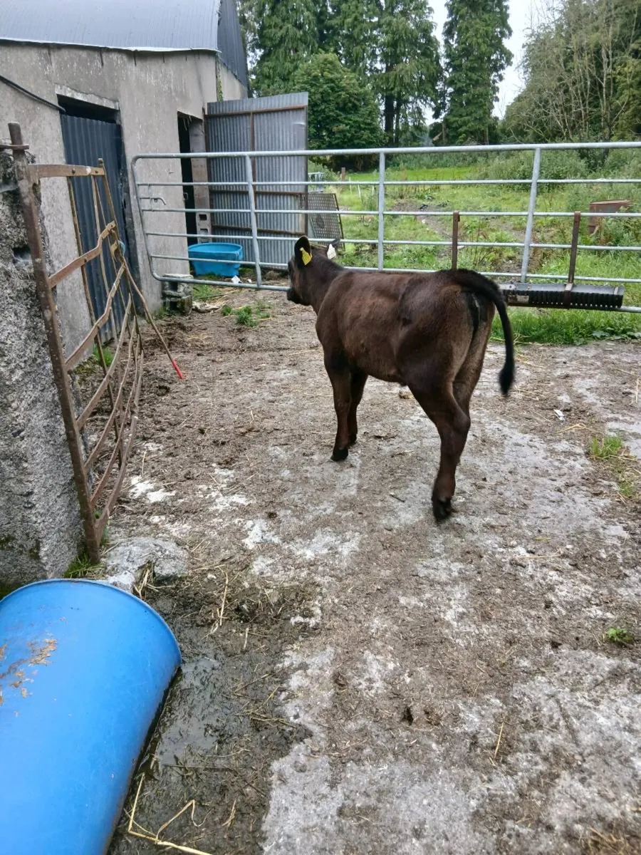 For sale   3 runners - Image 1