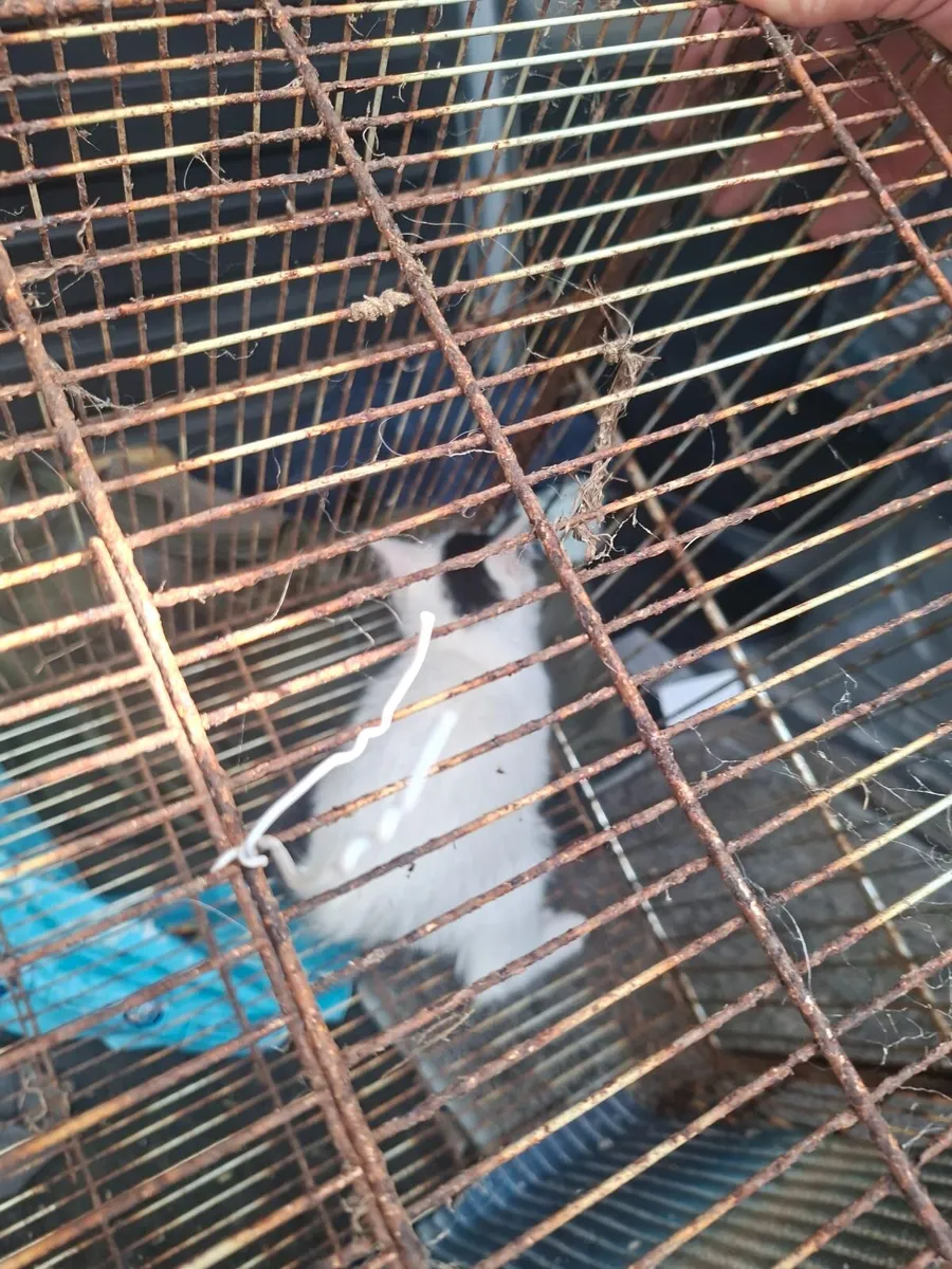 Kittens - Image 1