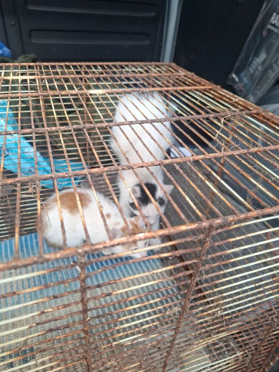 Kittens - Image 3