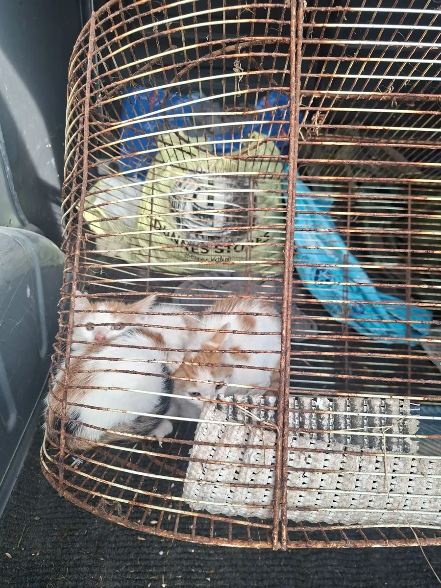 Kittens - Image 4