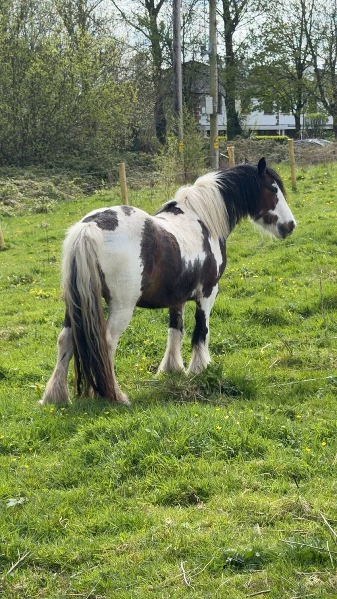 Pony for sale - Image 1