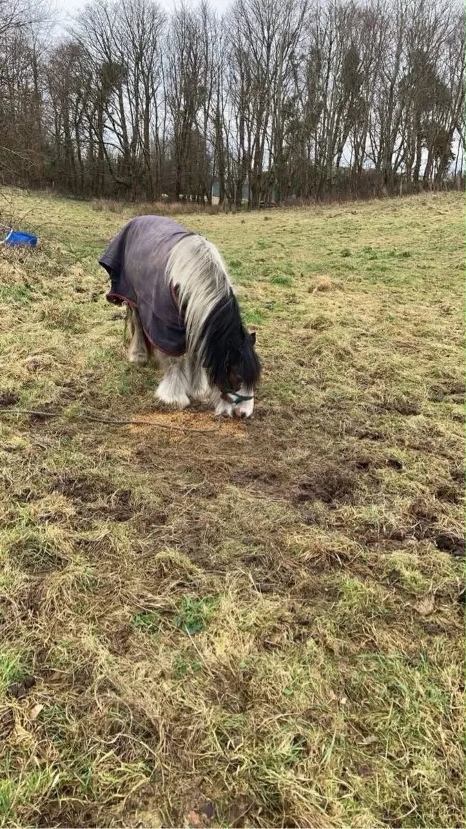 Pony for sale - Image 2