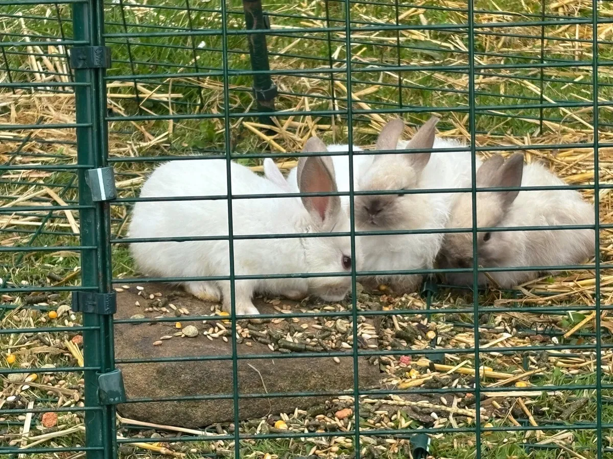 Rabbits - Image 1