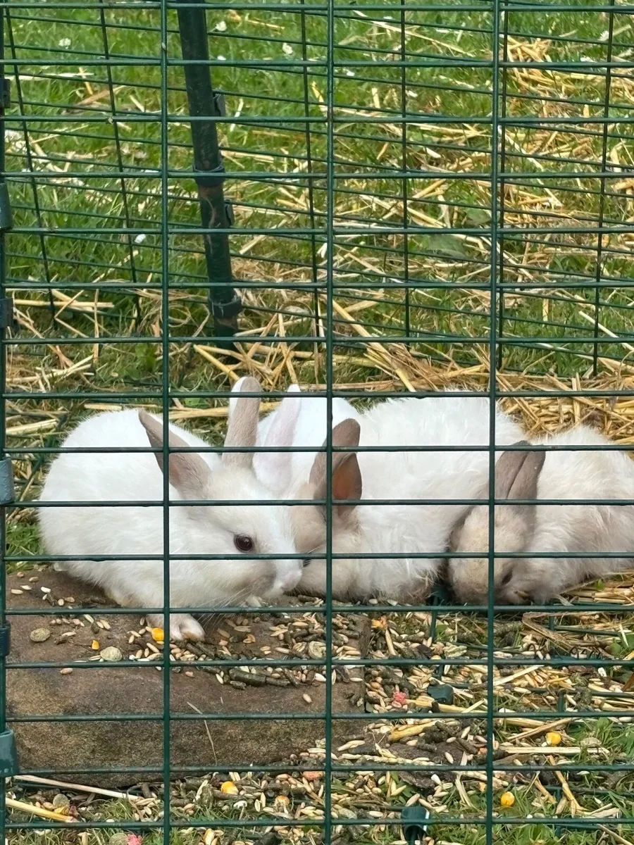 Rabbits - Image 2