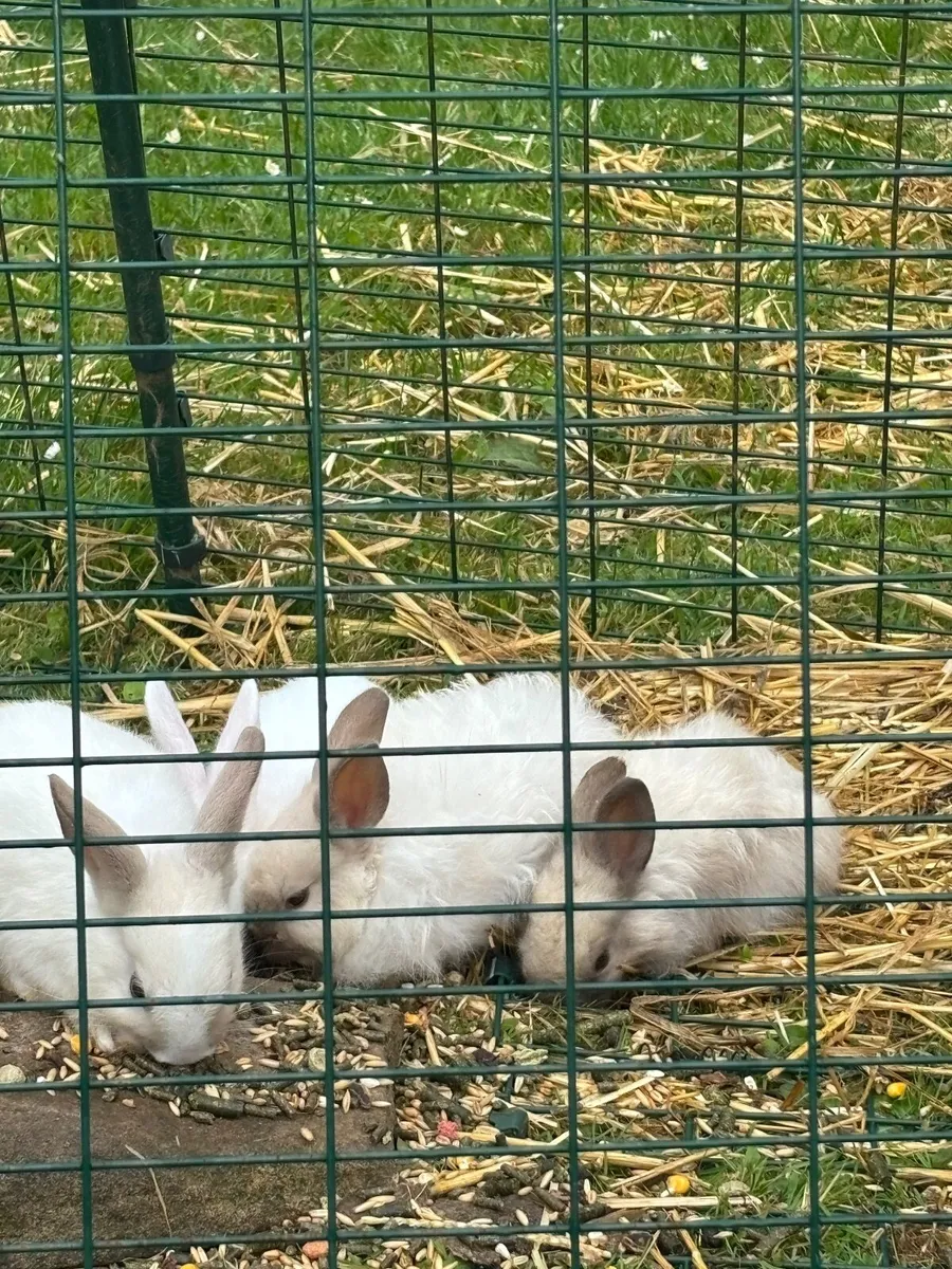 Rabbits - Image 3