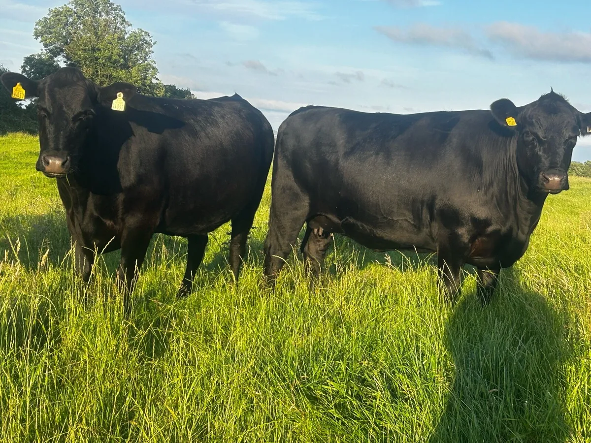Three Super 5 Star In-Calf Angus Heifers - Image 2