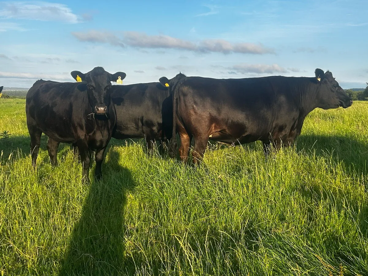 Three Super 5 Star In-Calf Angus Heifers - Image 1
