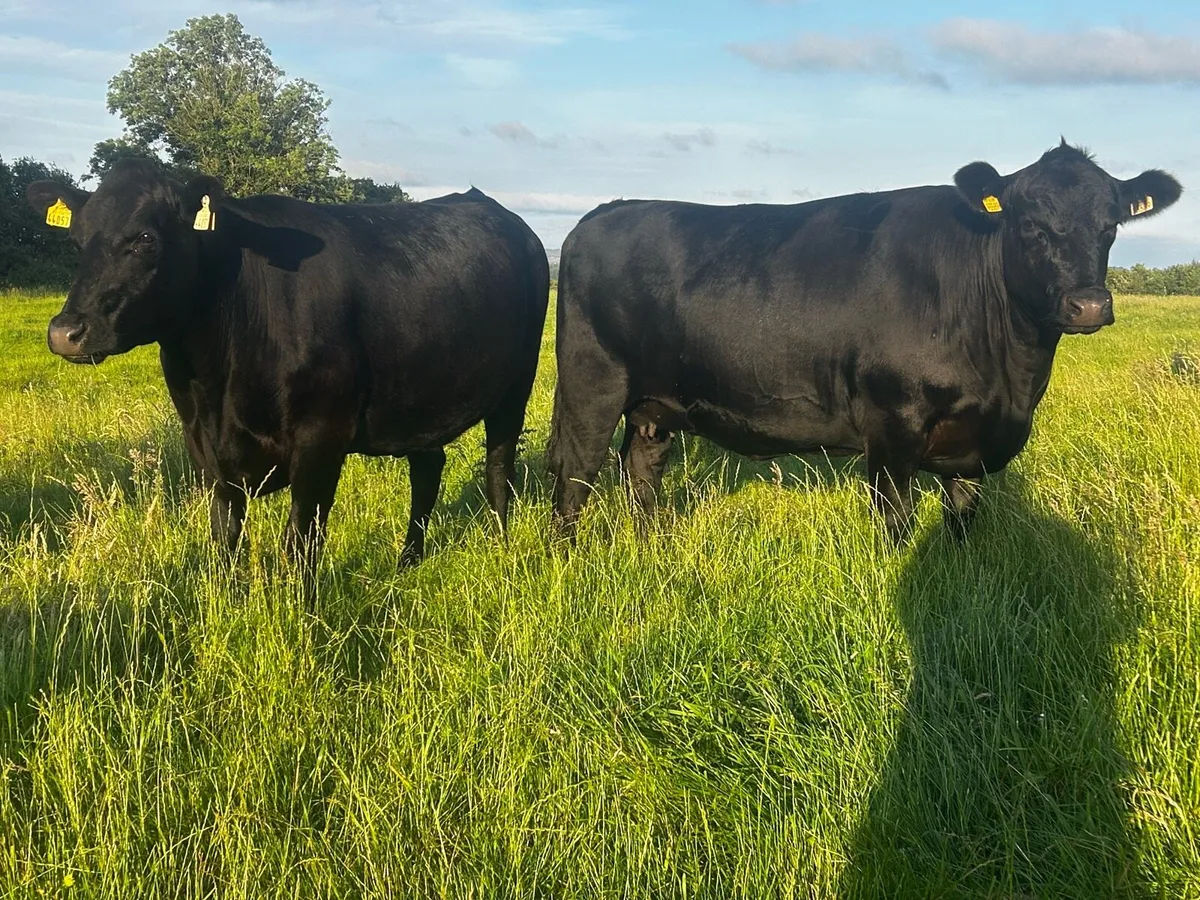Three Super 5 Star In-Calf Angus Heifers - Image 3